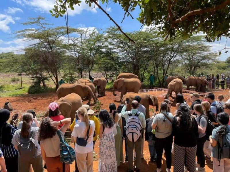 Nairobi;Nairobi National Park, Baby Elephant& Giraffe Center - An In-Depth Look at the Tour Experience