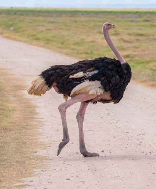 Naivasha: Lake Naivasha & Hells Gate National Park - Introduction: A Well-Balanced Day Trip from Nairobi