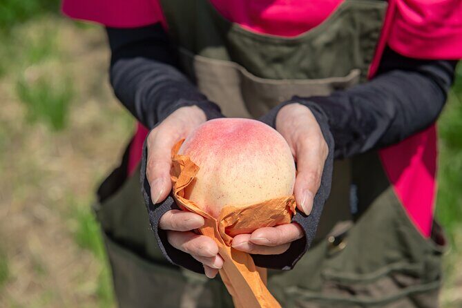 Nakatsu Orchard Fruit Tasting Tour - An In-Depth Look at the Nakatsu Orchard Fruit Tasting Tour
