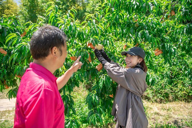Nakatsu Orchard Fruit Tasting Tour - The Itinerary: What to Expect
