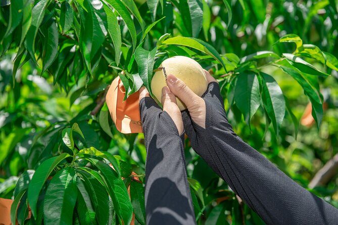 Nakatsu Orchard Fruit Tasting Tour - Frequently Asked Questions