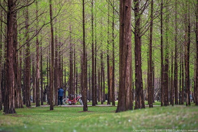 Nami Island, Garden of Morning Calm Tour with Rail Bike Option - An In-Depth Look at the Tour Itinerary