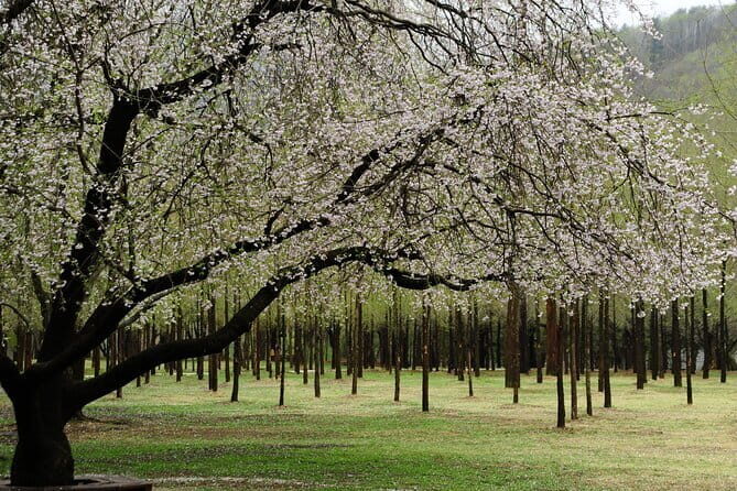 Nami Island, Garden of Morning Calm Tour with Rail Bike Option - Practical Considerations for Travelers