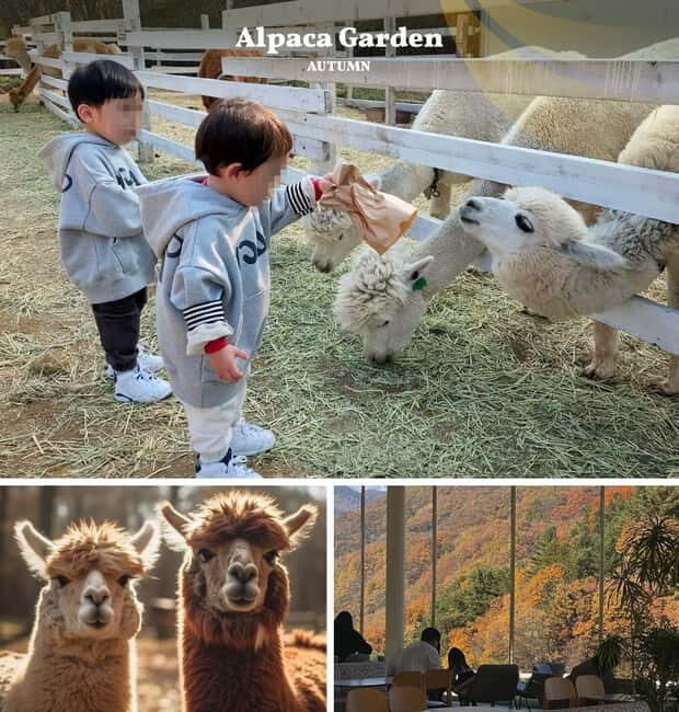 Nami Island, Railbike & Alpaca Garden Day Trip from Seoul - Final Thoughts: Is This Experience Worth It?