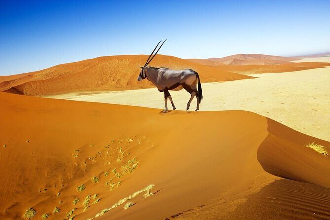 NAMIB DESERT TOURS, Full-Day and Half-Day Tours from Swakopmund, Namibia - Key Points