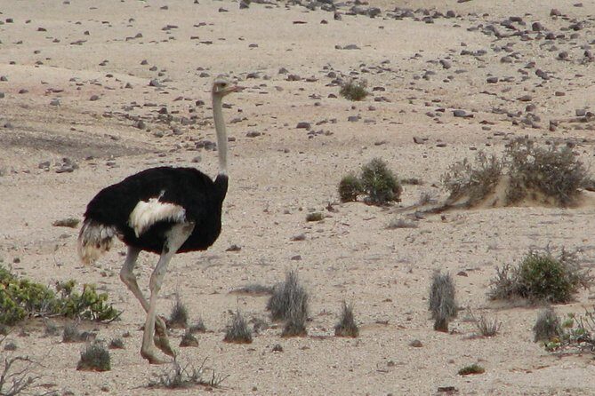 NAMIB DESERT TOURS, Full-Day and Half-Day Tours from Swakopmund, Namibia - An In-Depth Look at the Itinerary