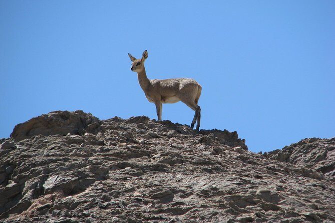 NAMIB DESERT TOURS, Full-Day and Half-Day Tours from Swakopmund, Namibia - FAQ