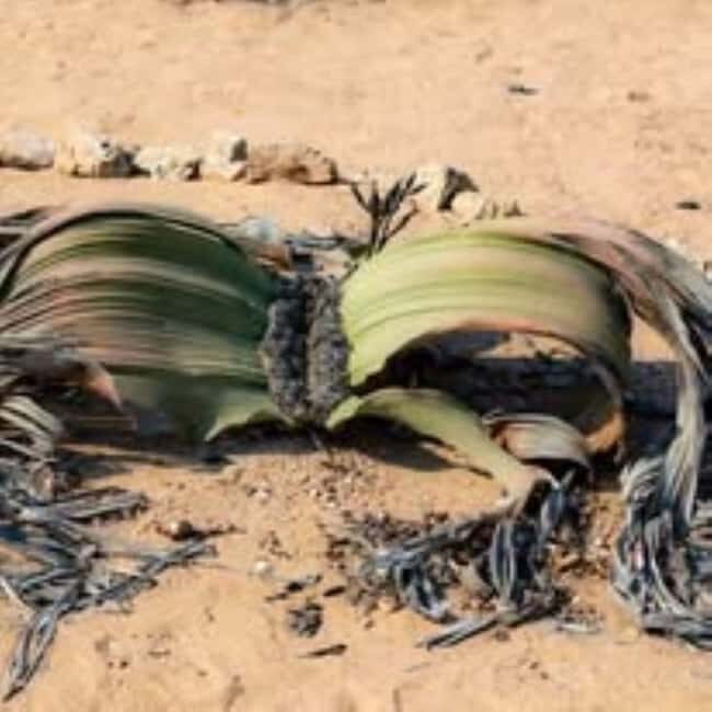 Namib-Naukluft National Park: Moon Valley & Welwitschia Tour - Who Will Love This Tour?