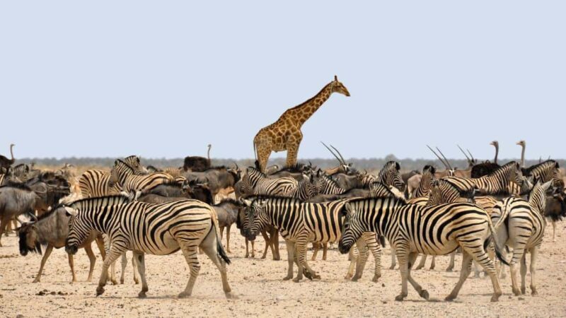 Namibia Coastal Tour Excursion - Key Points