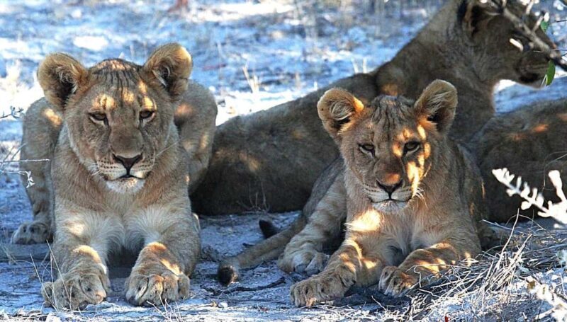 Namibia: Guided Immersive Safaris and Culture - An Overview of the Itinerary and What to Expect