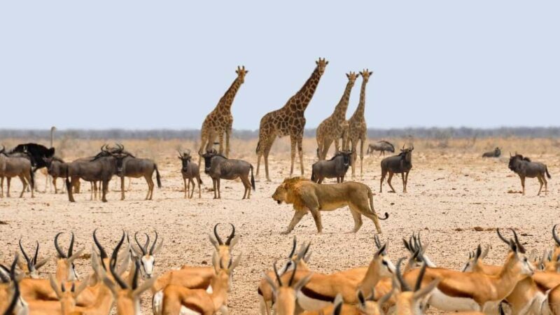 Namibian Adventure (Camping) 5 Days / 4 Nights - Who Should Consider This Tour?