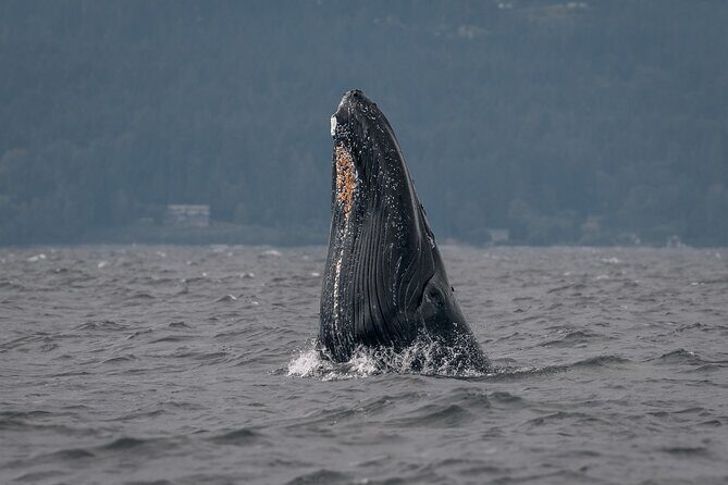 Nanaimo Private Whale Watching - An In-Depth Look at Nanaimo Private Whale Watching