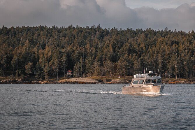 Nanaimo Whale Watching in a Semi-Covered Boat - What the Tour Offers and What to Expect