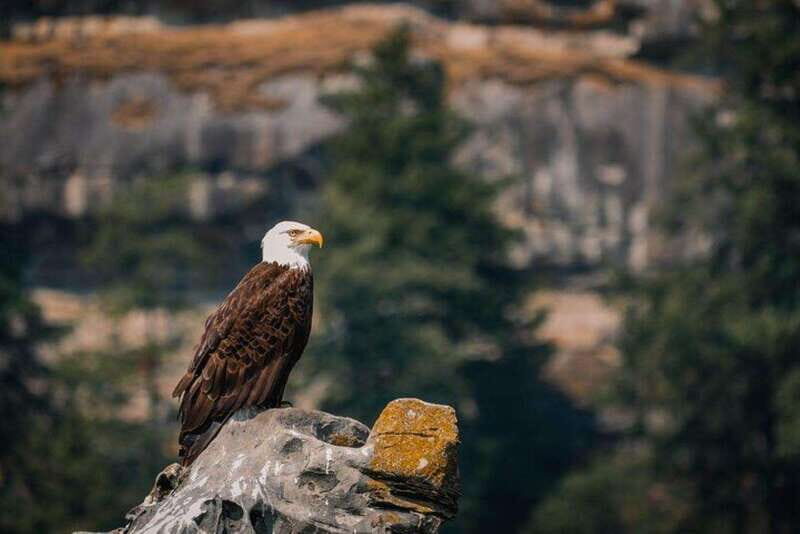 Nanaimo: Whale Watching Open Boat Tour - Key Points
