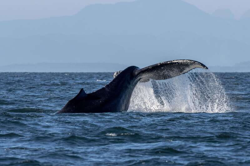 Nanaimo: Whale Watching Open Boat Tour - Practical Tips for Your Whale Watching Trip