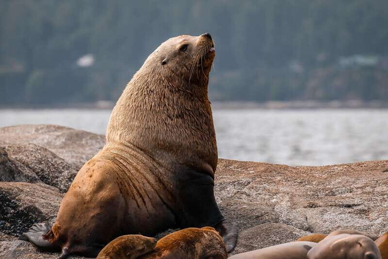 Nanaimo: Whale Watching Open Boat Tour - FAQ