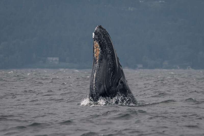 Nanaimo: Whale Watching Semi-Covered Boat Tour - The Itinerary: A Day on the Salish Sea
