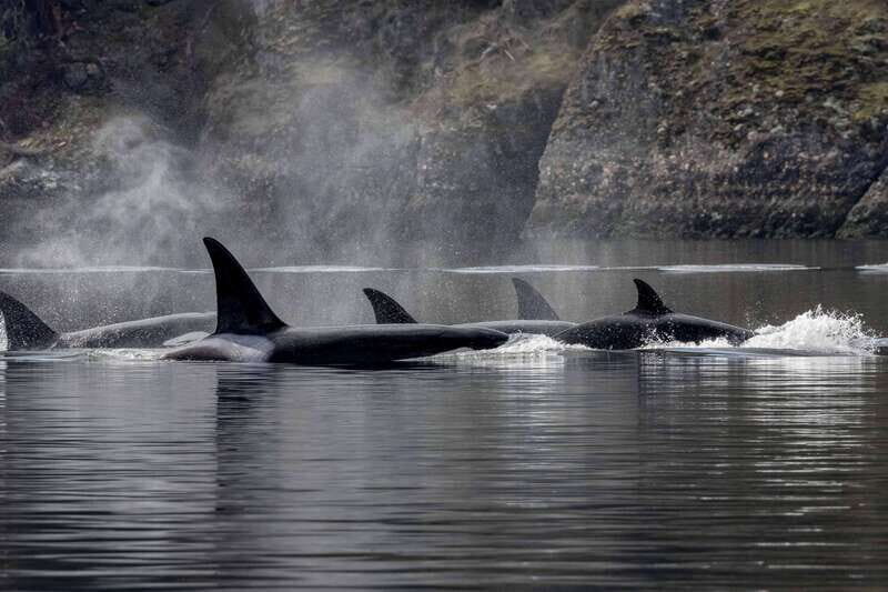 Nanaimo: Whale Watching Semi-Covered Boat Tour - The Experience: Authentic, Trustworthy, and Engaging