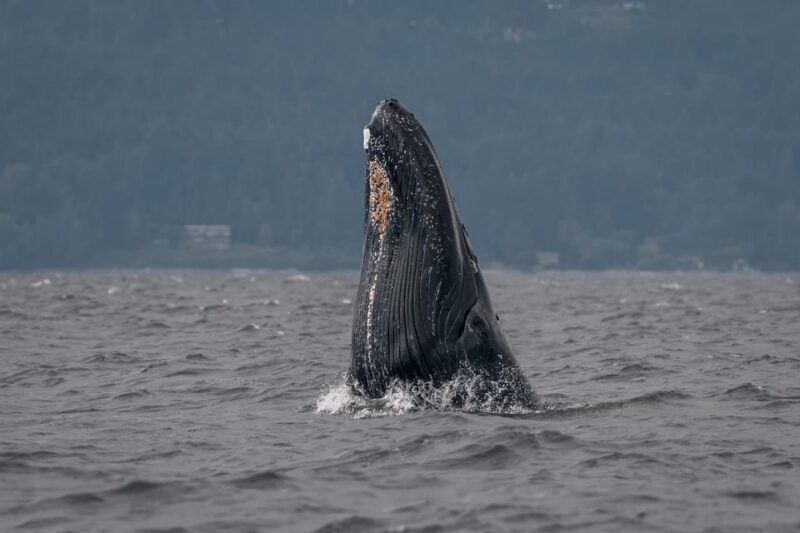 Nanaimo: Whale Watching Semi-Covered Boat Tour - The Value Proposition