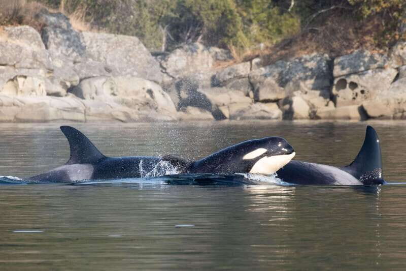 Nanaimo: Whale Watching Semi-Covered Boat Tour - Who Will Love This Tour?