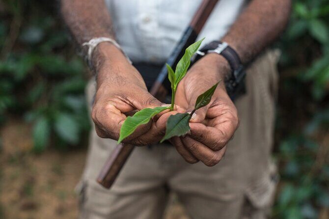 Nandana Tea Walking Tour in Sri Lanka - Key Points