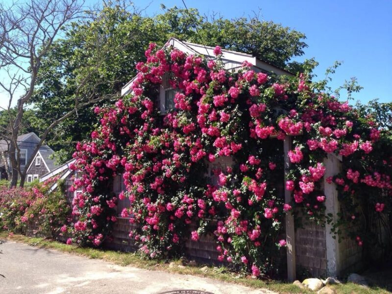 Nantucket: Historical Landmarks Sightseeing Bus Tour - FAQ
