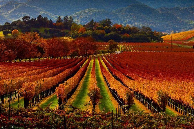 Napa and Sonoma Limo - Fine-Tuning Your Winery Experience