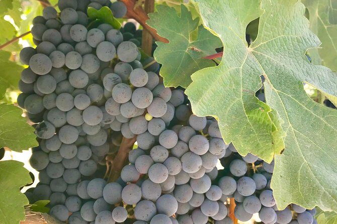 Napa and Sonoma Private Wine Tasting Tour and Luxury Car Service - Exploring the Itinerary in Detail