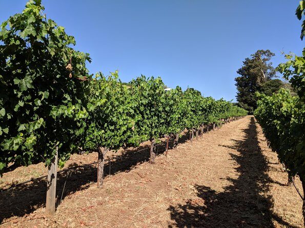 Napa and Sonoma Valley Wine 6 hour Tour from San Francisco - Who Will Love This Tour?