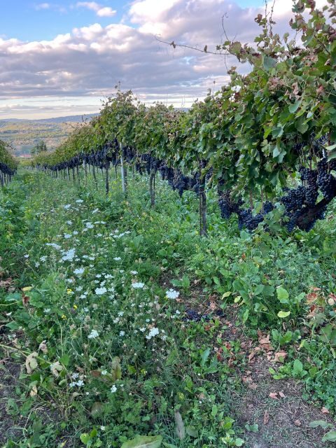 Napa: Hidden Gems Exploration with a Local Sommelière - Frequently Asked Questions