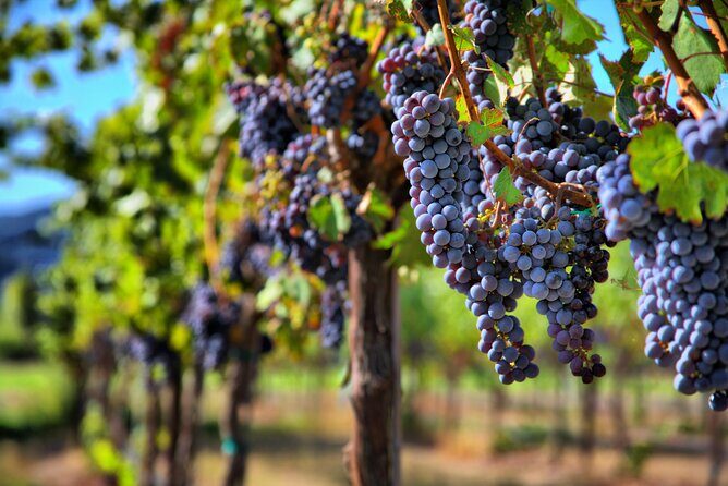 Napa or Sonoma Private Wine Tour from San Francisco - Itinerary Breakdown: What to Expect