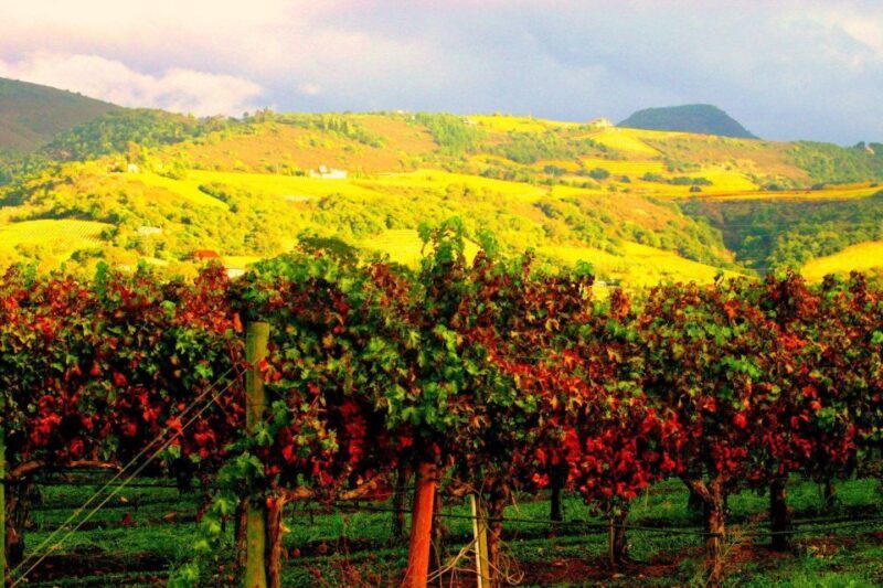 Napa & Sonoma Valley : Custom Wine Tour - The Sum Up: Who Should Consider This Tour?