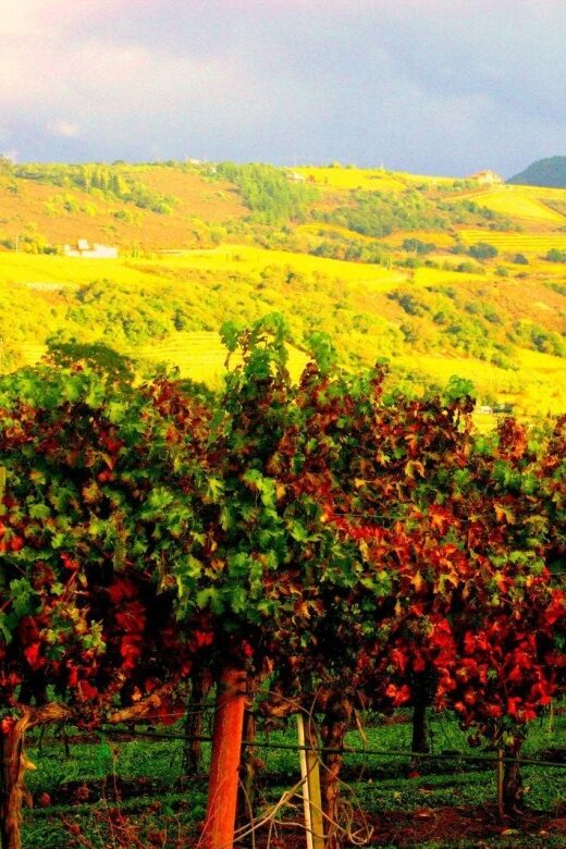 Napa & Sonoma Valley: Judgement of Paris Tour - Analyzing the Cost and Value