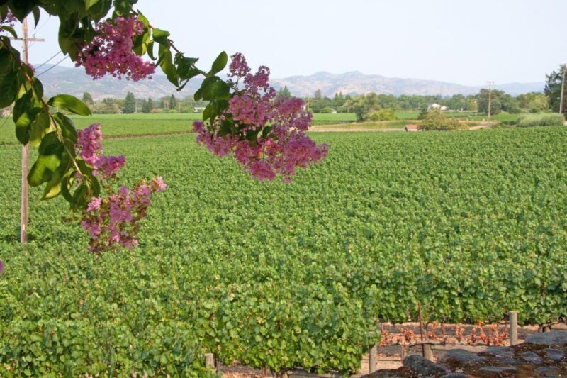 Napa Valley: Driver & Guide Service California wine country - Highlights of This Tour