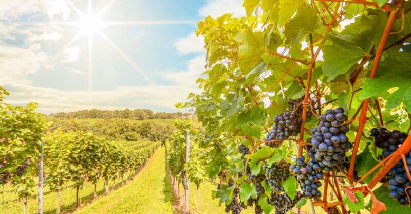 Napa Valley: Guided Wine Tour with Picnic Lunch - Key Points