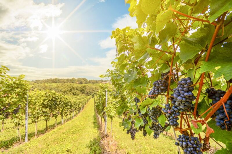 Napa Valley: Guided Wine Tour with Picnic Lunch - Detailed Review of the Napa Valley Guided Wine Tour