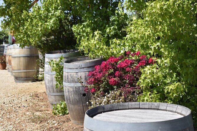 Napa Valley Wine Tasting Tour 6 to 8 Hours max 14 passenger - The Sum Up