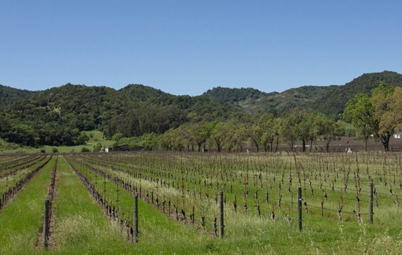Napa Valley: Wine Tasting Tour by Open Air Trolley & Lunch - The Sum Up