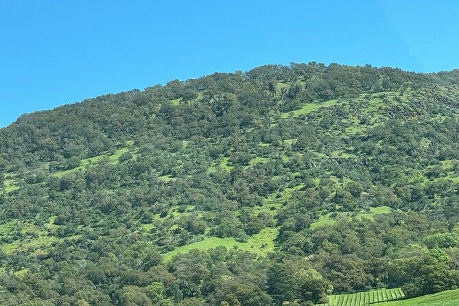 Napa Wine Tours - Value and Cost Analysis