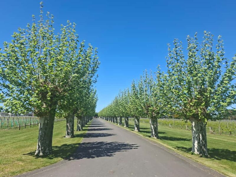 Napier: Afternoon Winery Tour Tasting at 3 Great Wineries - Final Thoughts: Who Should Consider This Tour?