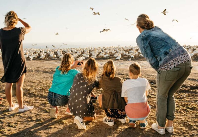 Napier: Cape Kidnappers Gannet, Nature & Sightseeing Tour - Key Points