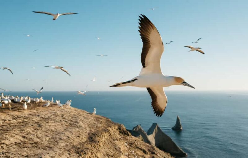 Napier: Cape Kidnappers Gannet, Nature & Sightseeing Tour - Practical Tips for Participants