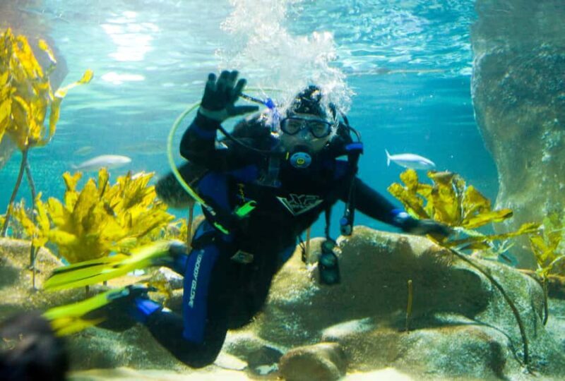 Napier: National Aquarium of New Zealand General Admission - Exploring the Aquarium: A Detailed Look