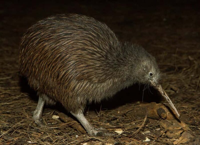 Napier: National Aquarium of New Zealand General Admission - Final Thoughts