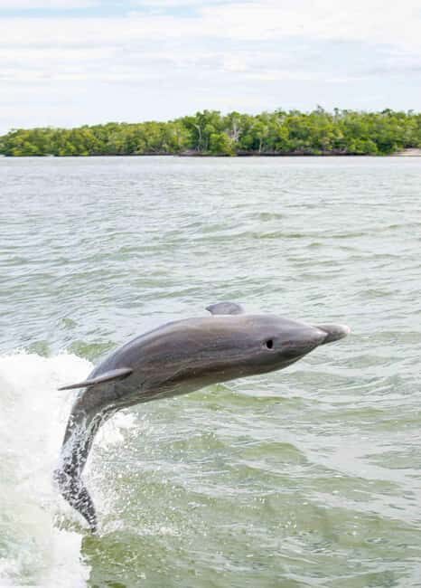 Naples: 10,000 Islands Boat and Wildlife Tour - Key Points