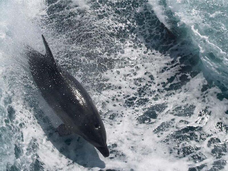 Naples: Catamaran Cruises with Wildlife Views - A Practical Introduction to Naples’ Catamaran Cruises