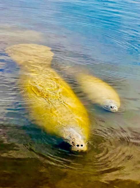 Naples, FL: Manatee, Dolphin, 10,000 Islands Beach Eco Tour - Pricing and Value Analysis