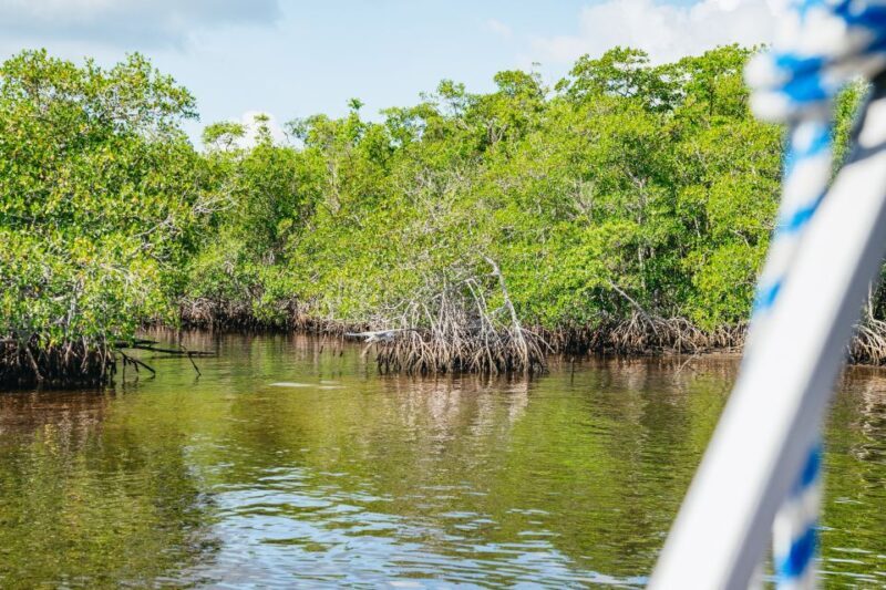 Naples, FL: Manatee, Dolphin, 10,000 Islands Beach Eco Tour - Final Thoughts