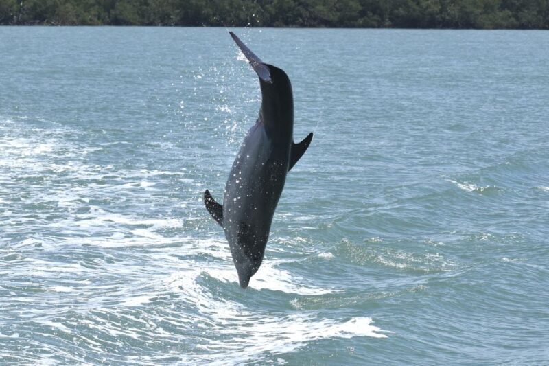 Naples, FL: Manatee, Dolphin, 10,000 Islands Sunset Cruise - Visiting Whitehorse Key