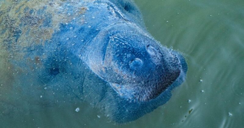 Naples, FL: Manatee, Dolphin, 10,000 Islands Sunset Cruise - Wildlife sightings: what to expect